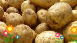 Картофель семенной Никулинский. Краткий обзор, описание характеристик solanum tuberosum