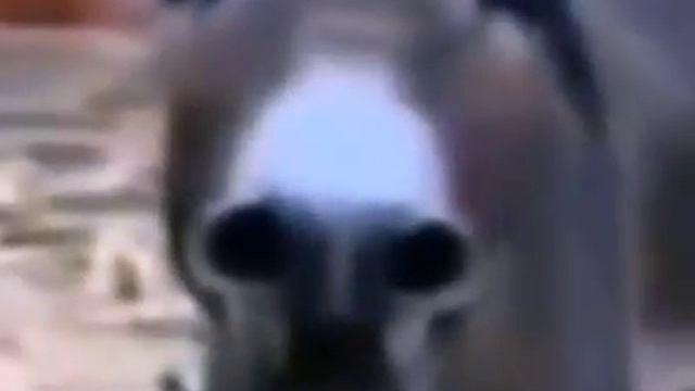 Осел