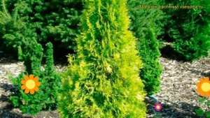 Туя западная Филипс Магик Момент. Краткий обзор, описание thuja occidentalis Filips Magic Moment