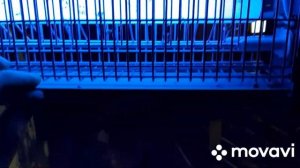 Купил Электромухоловку!