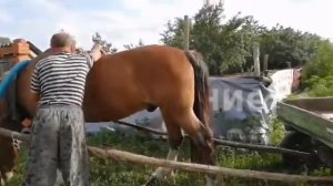 Как запрягать лошадь/Запрягаем коня!