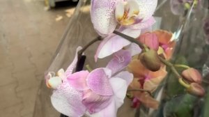 Орхидеи в ОБИ Теплый стан 11.04.23