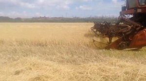 Уборка ярового ячменя вакула!