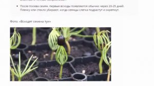 Туя из семян, посадка и уход