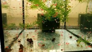 Дезинфекция инвентаря для аквариума и нерестовиков (самый простой и доступный метод)