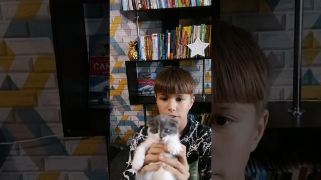 что лучше купить породистого котенка или обычного