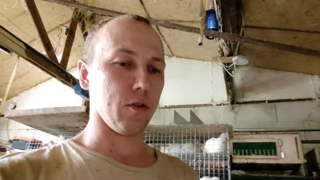 Селадон - первое яйцо// инкубация перепелов// техасский перепел// новый брудер для перепелов