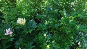 Пик цветения пионов. В саду 40 сортов. ИТО и травянистые.