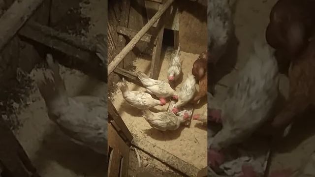 Если курица обезножила, как лечить смотреть онлайн