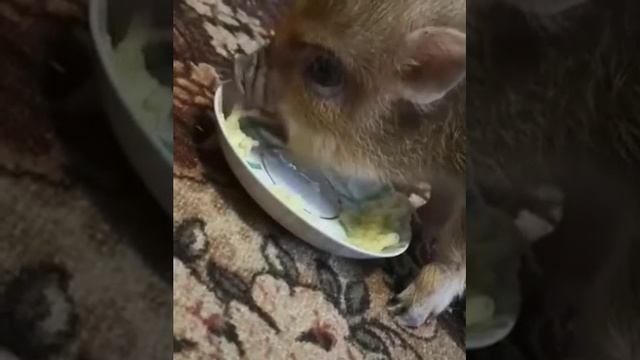 Цветиния пробует новые вкусы ???, минипиги, минипиг, микропиги, микропиг, minipig, micropig