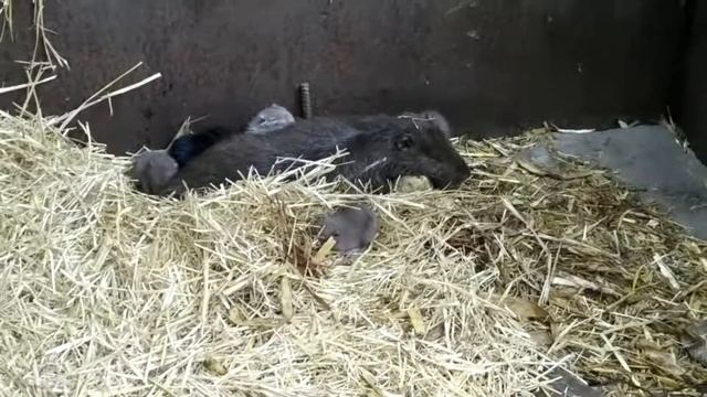 Семья нутрий 2 смотреть онлайн