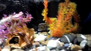 Астронотус и золотой леопард 2