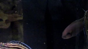 Юлидохромисы: все, что нужно знать.