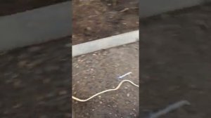 Мойка из бензонасоса