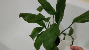 Әйел бақыты гүлі неге гүл ашпайды? Гүлдеу үшін не істеу керек. Гүлдер әлемі. Үй гүлдері күтімі