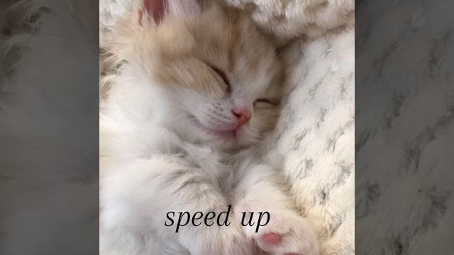 АИГЕЛ- пыяла speed up смотреть онлайн