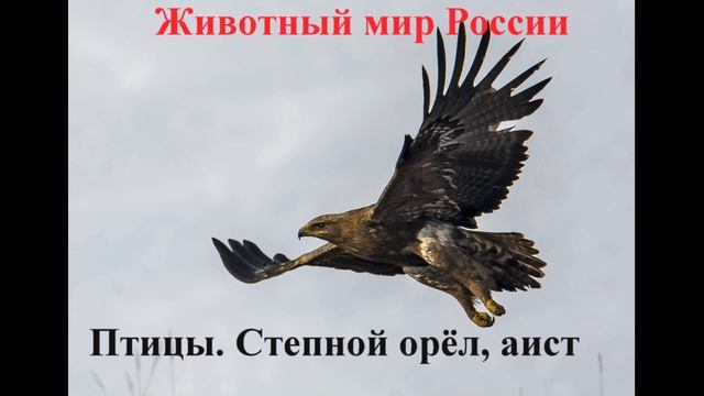 Птицы Степной орёл, аист смотреть онлайн