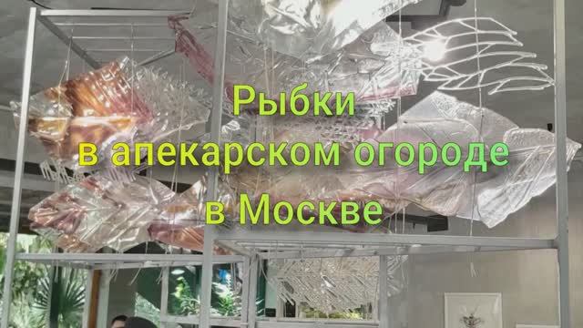 Рыбки в Аптекарском огороде,  в Москве