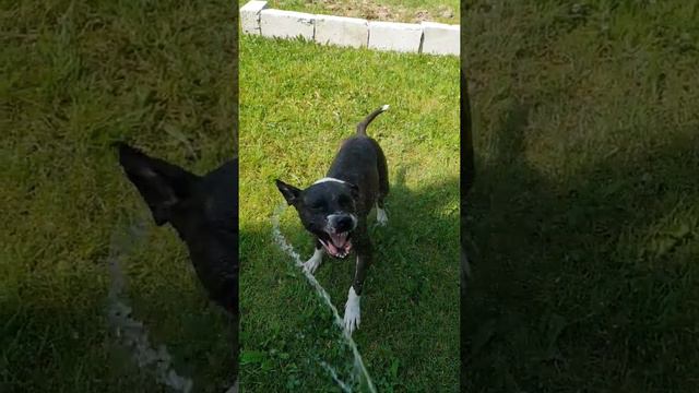 Стаффордширский терьер Дана / Жарко смотреть онлайн