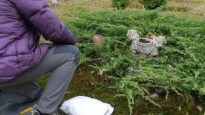 Укоренение МОЖЖЕВЕЛЬНИКА отводком