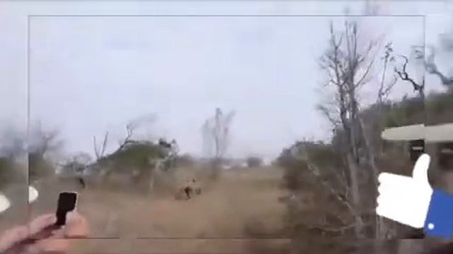 Звери Африки смотреть онлайн