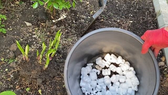 ЛУЧШИЙ МНОГОЛЕТНИК для КОНТЕЙНЕРНОГО САДА .  ХОСТА  ПОСАДКА и ВЫРАЩИВАНИЕ . ПОДАРОК.  ДЕКОР ДВОРА.