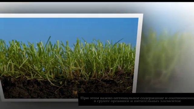 РАССАДА комнатных растений. Какая почва подойдет для рассады смотреть онлайн