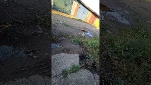 Хонда Цивик 4 Д. Замена тормозных дисков. Видео 1