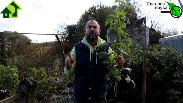 СЕКРЕТ ПОСАДКИ МАЛИНЫ, ГОЛУБИКИ, ЗЕМЛЯНИКИ, РОЗ и всех саженцев! Все растения дадут большой урожай! смотреть онлайн