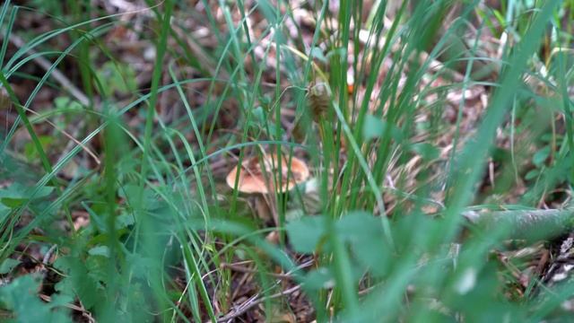 #08 Deceleration | a forest walk is never boring смотреть онлайн