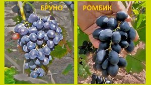 @Какой виноград посадить в 2020, Бруно или Ромбик