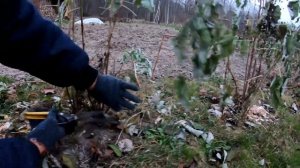 Обрезка ремонтантной малины осенью. Как правильно обрезать малину