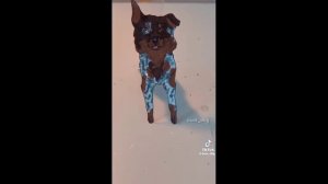 сборник видео про бумажных собак