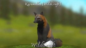 ??~|ВИДЫ ЛИС WILDCRAFT В РЕАЛЬНОЙ ЖИЗНИ|~•~|Karamelka|~??