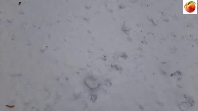 ШОК Снежки лепятся сами Невероятные природные явления!!