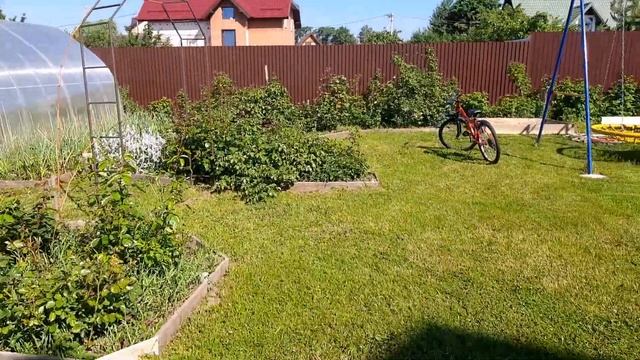 Первая роза зацвела! Баронесса.