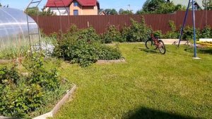 Первая роза зацвела! Баронесса.