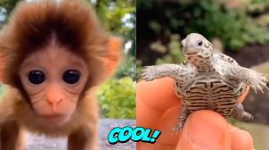 Самые смешные кошки и собаки- Милые животные #16