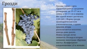 Виноград Цимлянский Черный