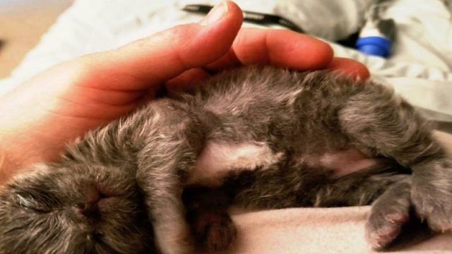 СЕНСАЦИОННОЕ ОТКРЫТИЕ В ЛОДКЕ: Невероятное существо вызывает шок! смотреть онлайн