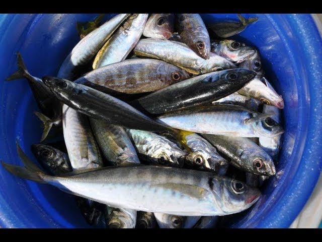Рыбалка в Краснодарском крае. Часть 2 - Ловля ставриды. Морская рыбалка