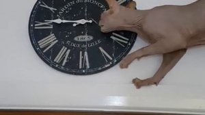 Кошачий часовщик