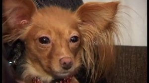 презентация породы Русский той-терьер