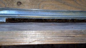 второй год подряд золотарник не выделяет нектар