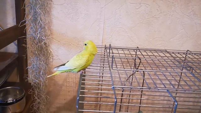 ПЕРВЫЙ РАЗ ВЫПУСТИЛ РИККИ ИЗ КЛЕТКИ! EXO TOP смотреть онлайн