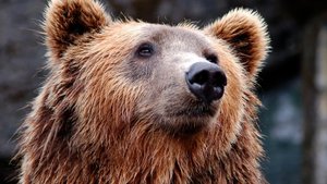 В окрестностях Ноябрьска косолапый хищник напал на людей