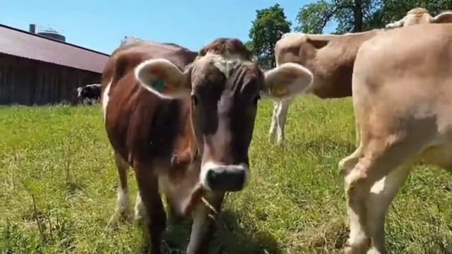 #зебу#коровы смотреть онлайн