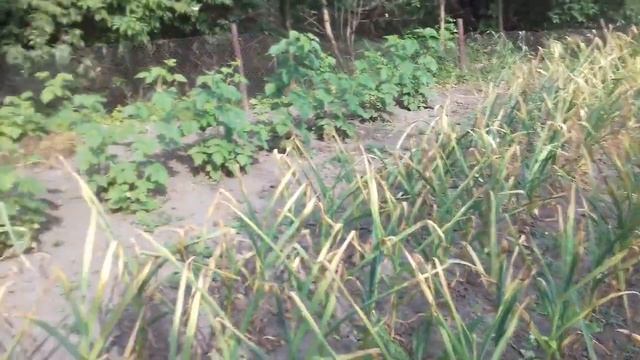 Чеснок сам знает когда пришла пора его выкапывать.Сигнальные стрелки чеснока.