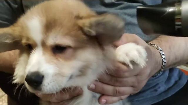 Приучение щенка к фену смотреть онлайн