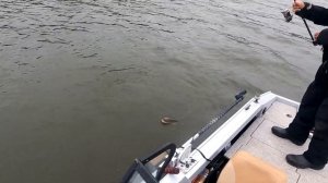 Безостановочные поклевки ЩУКИ на ОКЕ, Супер РЫБАЛКА.